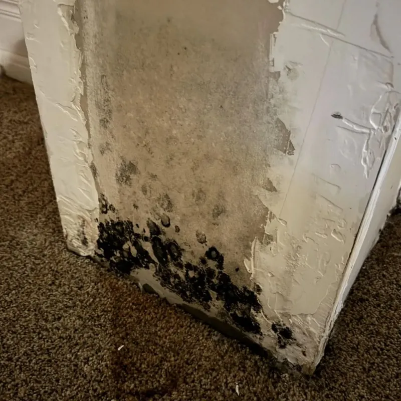 Professional Mold Removal in Silver Creek, NY